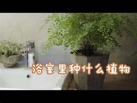 廁所植物推薦|8大適合浴室的植物：讓綠意點亮您的衛浴空間